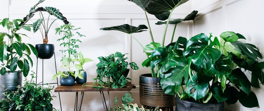 Urban jungle interieur